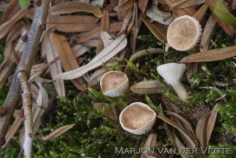 Grauwe trechterzwam - Clitocybe trulliformis